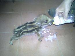 Buone notizie per il piccolo di cinghiale salvato una settimana fa