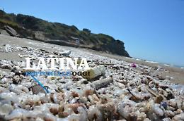 Migliaia di gamberi morti lungo la spiaggia