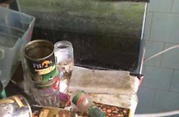 Trovati due gatti morti in un appartamento sgomberato