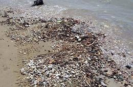 Spiagge sporche, nessun collegamento con l'itticoltura