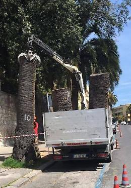 Nuovo look per le strade, via i tronchi di palma