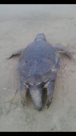 Tartaruga marina morta sulla spiaggia dopo una notte d'agonia