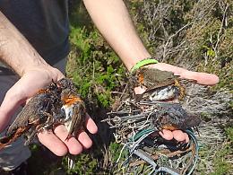 Blitz antibracconaggio del Nipaaf, due denunciati a Ponza