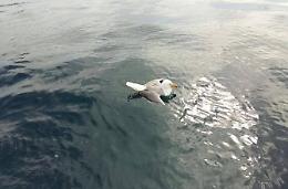 Strage di gabbiani, decine di animali morti trovate a galla in zona porto