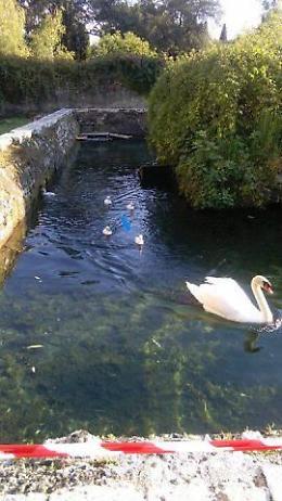 I piccoli cigni appena nati star a Ninfa, ecco i nuovi scatti