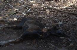 Il consiglio comunale: "Vogliamo uscire dal Parco del Circeo"