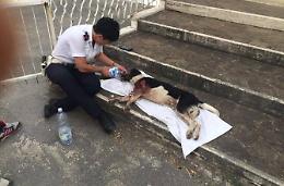 Cane investito sull'Anticolana. L'automobilista scappa, ma dei passanti lo salvano