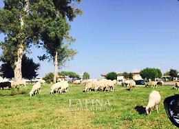 [FOTO] Pecore invadono via Vespucci. Sono scappate dal solito allevamento