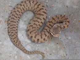 Si ritrova un serpente nel negozio, paura in via Biancamano