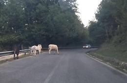 Bovini vaganti, il Comune prende provvedimenti per la sicurezza