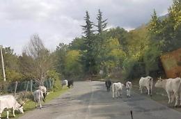 Mucche a spasso in paese, arriva l'ordinanza del sindaco