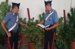 In casa con piante e marijuana gi&agrave; pronta allo spaccio. Due arrestati