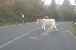 Una mucca imbizzarrita si scaglia contro un'auto della polizia
