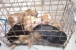 Scempio sull'Appia, ritrovati quattro cagnolini ammassati in una gabbia
