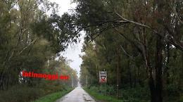 Alberi pericolosi sulla Migliara 42, rischio caduta sulla strada