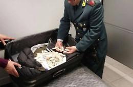 Maxi sequestro di coralli vivi e di pesci tropicali