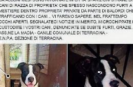 Cani di razza, nuova escalation di furti