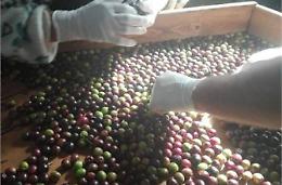 Le olive di Gaeta ottengono il marchio Dop