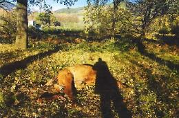 Cavallo abbattuto in un terreno privato, il sindaco ordina l'inumazione