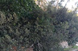 Maltempo sul litorale, danni a Villa Borghese