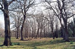 Elezioni per l'Università Agraria, le idee dei candidati per il Bosco di Foglino