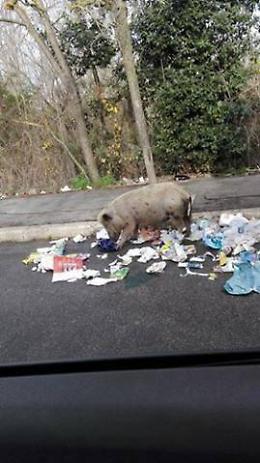 Maiali in libert&agrave; che mangiano rifiuti abbandonati attorno ai cassonetti (LA GALLERY)