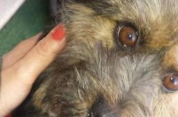 Cagnolina uccisa da un colpo di fucile