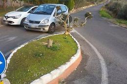 Ulivo tagliato e gettato via, la denuncia del sindaco