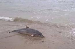 Triste ritrovamento a San Felice: delfino morto in spiaggia
