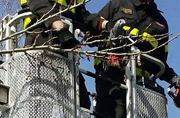 I vigili del fuoco salvano il pappagallo Pelù, rimasto impigliato in un albero 