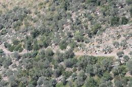 Un progetto per la sicurezza di via Le Rose
