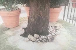 Vandali in azione nella piazzetta del Comune. Presa di mira la quercia storica