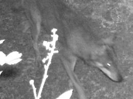 Il lupo torna nel Parco del Circeo: l'esemplare immortalato dalla fototrappola