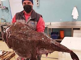 Rana pescatrice gigante catturata al largo di Gaeta: esemplare da record