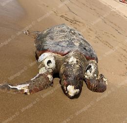 Esemplare di tartaruga Caretta Caretta rinvenuto morto sulla spiaggia