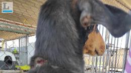 Cane lasciato attaccato alla catena per giorni, la denuncia