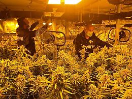 Maxi sequesto di marijuana: nel camion c'erano 160 kg di stupefacente