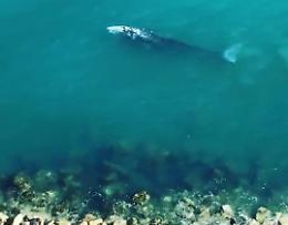 La balena Wally, avvistata anche a Ponza, rischia di morire