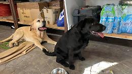Ucciso a bastonate un labrador che si era smarrito a Fossignano