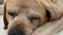 Cane ucciso a bastonare, gli animalisti: "Chi sa, parli"