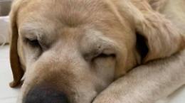 "Abbaiamo per Birillo". La fiaccolata per il cane ucciso a bastonate