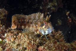 La piccola fauna costiera scompare dal golfo di Gaeta