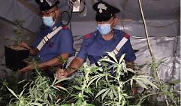 Una serra di marijuana in casa, 41enne arrestato. Droga sequestrata