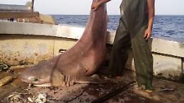 Squalo "capopiatto" nella rete di un peschereccio a Ponza: sollevato e liberato