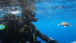 VIDEO: Dodici piccole tartarughe marine rilasciate al largo dell'isola