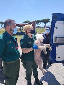 Malnutriti e in condizioni critiche: 10 cani salvati nel campo rom