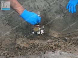 Trovato un nido di tartaruga a Sabaudia: area messa in sicurezza