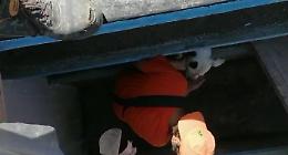 Cane incastrato in una tomba salvato dagli operatori ecologici
