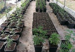 Piante di marijuana in casa e nel giardino, arrestato un 55enne