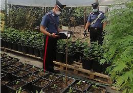 Coltivavano marijuana in una serra per poi spacciarla: 3 arresti